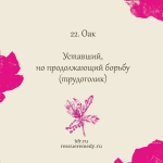 22. Оак (Дуб) 10 мл. — изображение 2