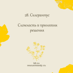 28. Склерантус (Ежа) 10 мл. — изображение 2