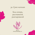 30. Суит честнат (Каштан Благородный) 10 мл. — изображение 2