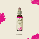 24. Пайн (Сосна) 10 мл. — изображение 3