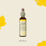 28. Склерантус (Ежа) 10 мл. — изображение 3